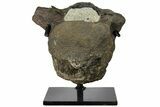 Hadrosaur (Hypacrosaur) Cervical Vertebra - Montana #131995-1